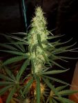Pink Floyd Regular Seeds - 18