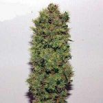 Skunk Haze Regular Seeds - 18