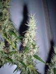 Skunk Haze Regular Seeds - 18