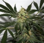 Skunk Haze Regular Seeds - 18