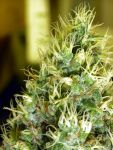 Double Dutch Regular Seeds - 11