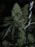 Deadhead OG Feminized Seeds - 6