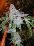 Tahoe OG Kush Feminized Seeds - 6