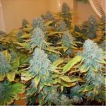 Aurora Indica Feminized Seeds - 5