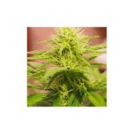 Blackberry Feminised Seeds - 5