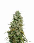 Hawaii Maui Waui Feminised Seeds - 5