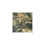 Hawaii Maui Waui Feminised Seeds - 5
