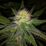 Hawaii Maui Waui Feminised Seeds - 5