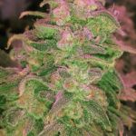 Hawaii Maui Waui Feminised Seeds - 5