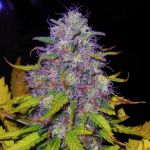 Jock Horror Feminised Seeds - 5