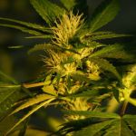 Jock Horror Feminised Seeds - 5