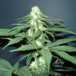 Master Kush Feminised Seeds - 5