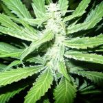 Pure Power Plant Feminised Seeds - 5