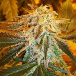 Northern Light Auto Feminized Seeds - 5