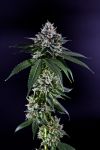 Ken's Kush Regular Seeds - 10
