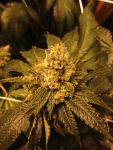 Ken's OG Kush Régulier Graines - 10