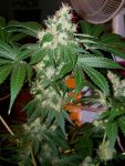 Chem Valley Kush Feminized Seeds - 6