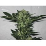 818 Headband Aka Sour OG Feminized Seeds - 6