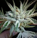Buddha Tahoe OG Féminisée Graines - 6