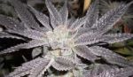 LA Affie Feminised Seeds - 6