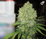 Collection 1 Feminised Seeds