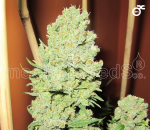 Collection 1 Feminised Seeds