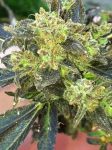 Boss Hogg Feminized Seeds - 6