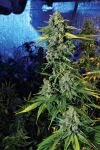 Blue Dream Haze Feminized Seeds - 6