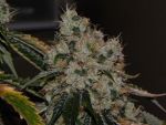 Chem 91 Feminized Seeds - 6