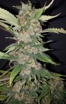 Purple Crack Feminized Seeds - 6