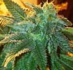 Alien OG Feminized Seeds - 6
