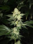 Louis XIII OG Feminized Seeds - 6