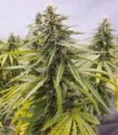 Flower Child Regular Seeds - 10