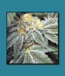 Kens Grand OG Regular Seeds - 10