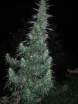 Panama Lime Super Auto Feminised Seeds - 3