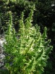 Critical Chaze Super Auto Feminised Seeds - 3