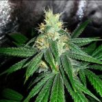 Berry Larry Regular Seeds - 10