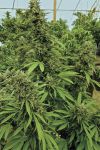 Chemdawg Feminisiert - Bulk x 100