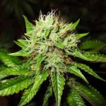 Lithium OG Kush Auto Feminisiert Samen - 5
