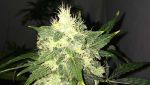 Lithium OG Kush Auto Feminisiert Samen - 5