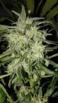 Lemon OG Haze Auto Feminised Seeds - 5
