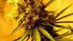 Lemon OG Haze Auto Feminised Seeds - 5