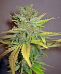 California Orange Feminised Seeds - Bulk x 100