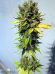 California Orange Feminised Seeds - Bulk x 100