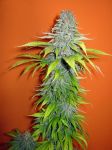 Candy Cream Feminisiert Saatgut - Bulk x 100