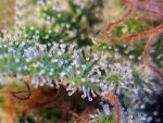 Candy Cream Feminisiert Saatgut - Bulk x 100