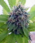 Candy Cream Feminisiert Saatgut - Bulk x 100
