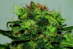 Critical Mass CBD 1:1 Feminised Seeds - Bulk x 100