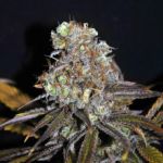 Critical Mass CBD 1:1 Feminised Seeds - Bulk x 100