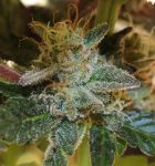 More Cowbell Regular Seeds - 11